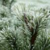 Fraser Fir & Tobacco